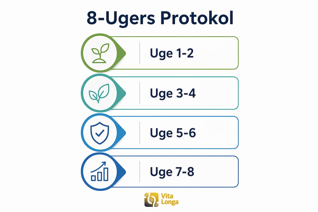 Oversigt: 8-ugers NAD+-forløb trin for trin – se hele processen i en letforståelig infografik