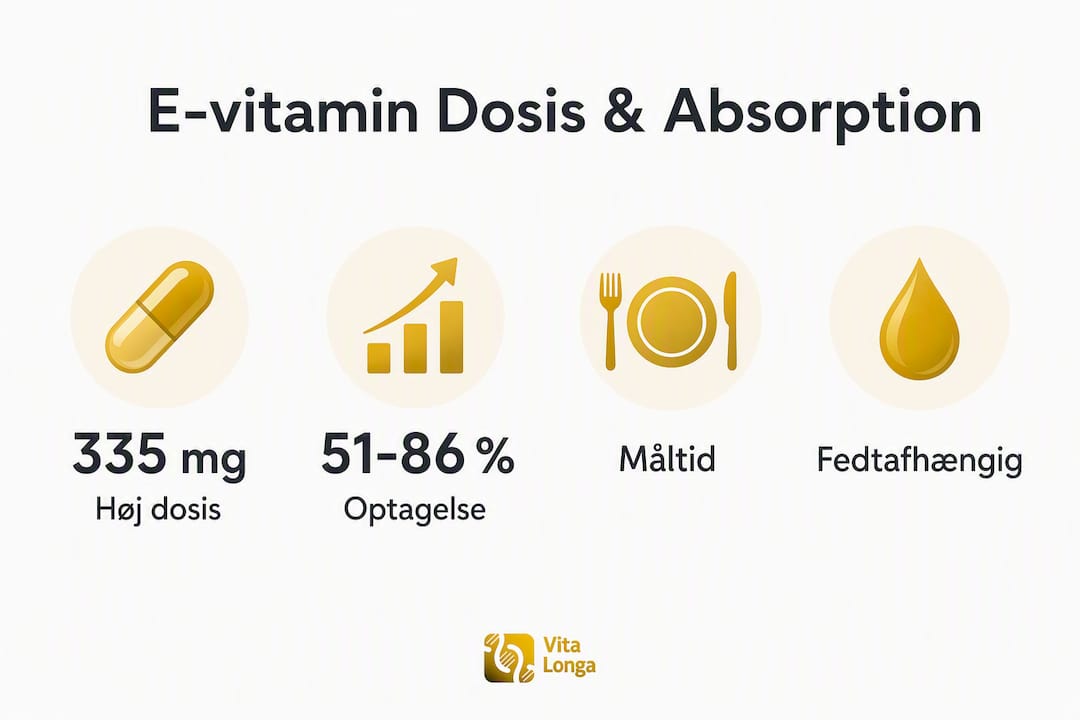 Grafisk oversigt: Sådan doserer og optager kroppen E-vitamin