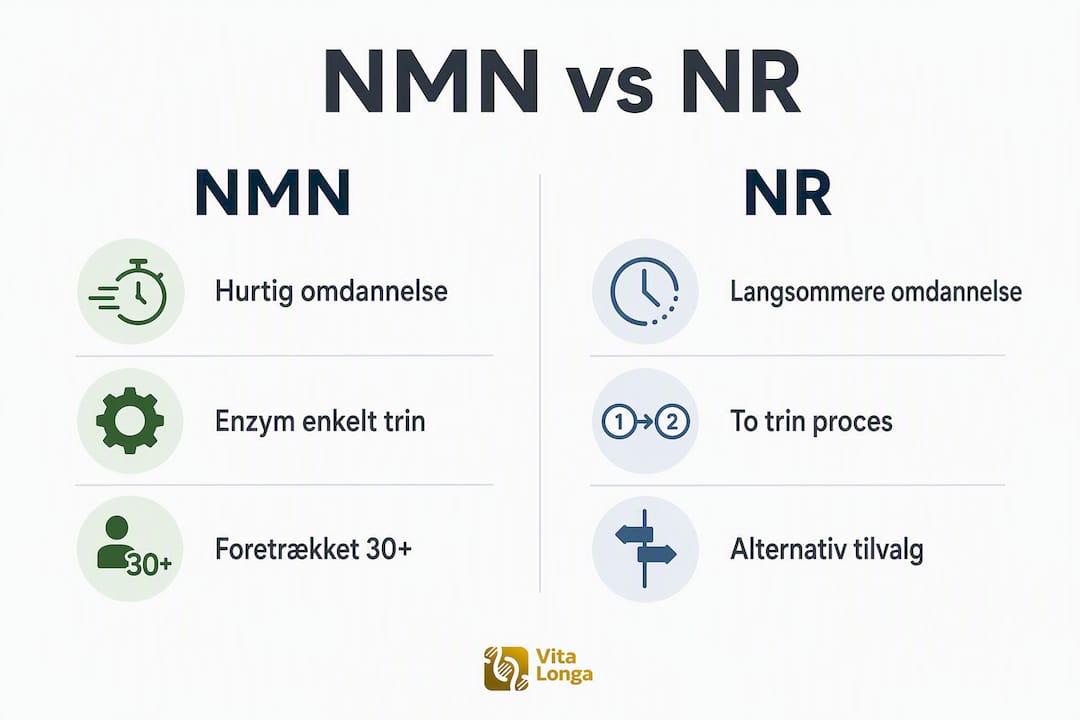 Oversigt: Sammenligning af NMN og NR – fordele og forskelle