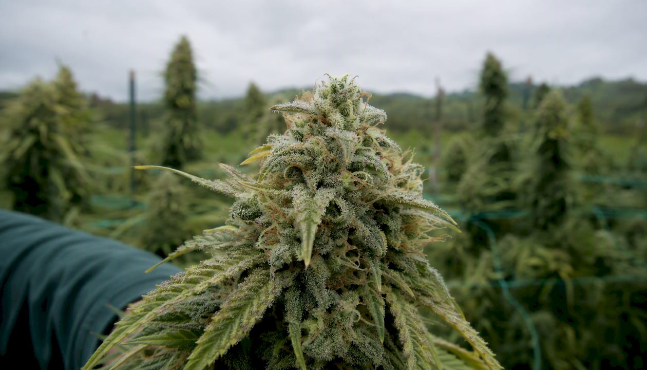 Närbild på hampa-blommor täckta av klibbig cannabinoidrik kåda.