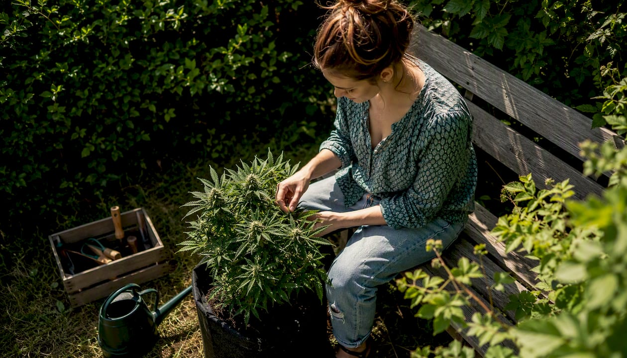 En kvinde passer sine autoflowering cannabisplanter i haven.