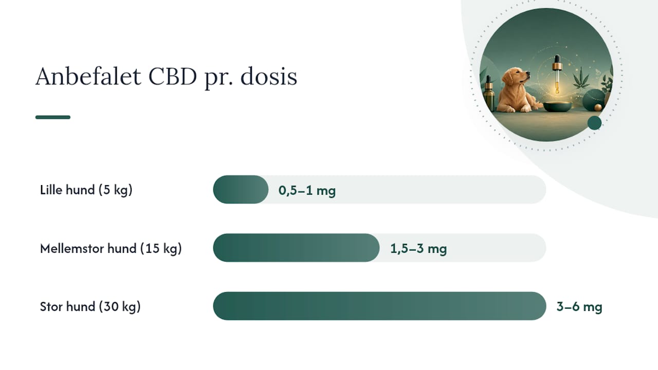 Cannaone-produkter: laboratorietestede og THC-fri til hunde — overview diagram