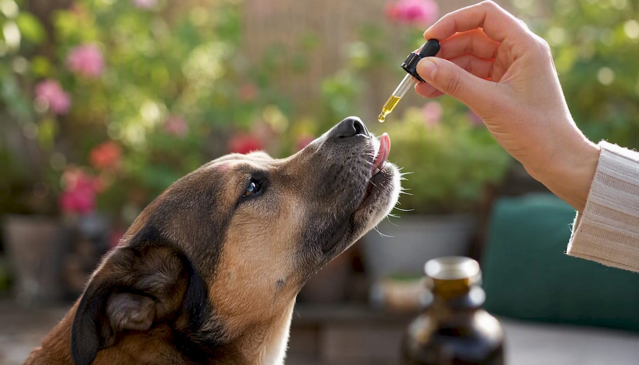 En person giver CBD-olie til sin hund med hånden.