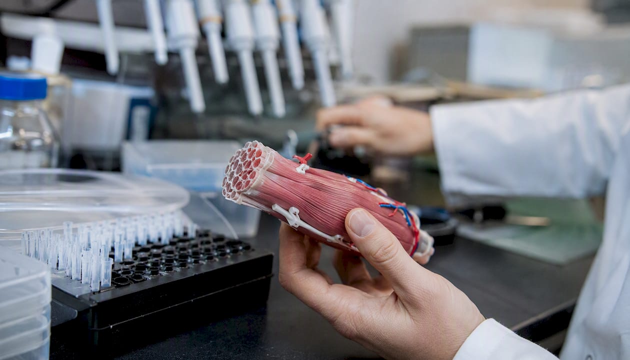 Et par hænder holder en model af muskelvæv i et laboratorium.