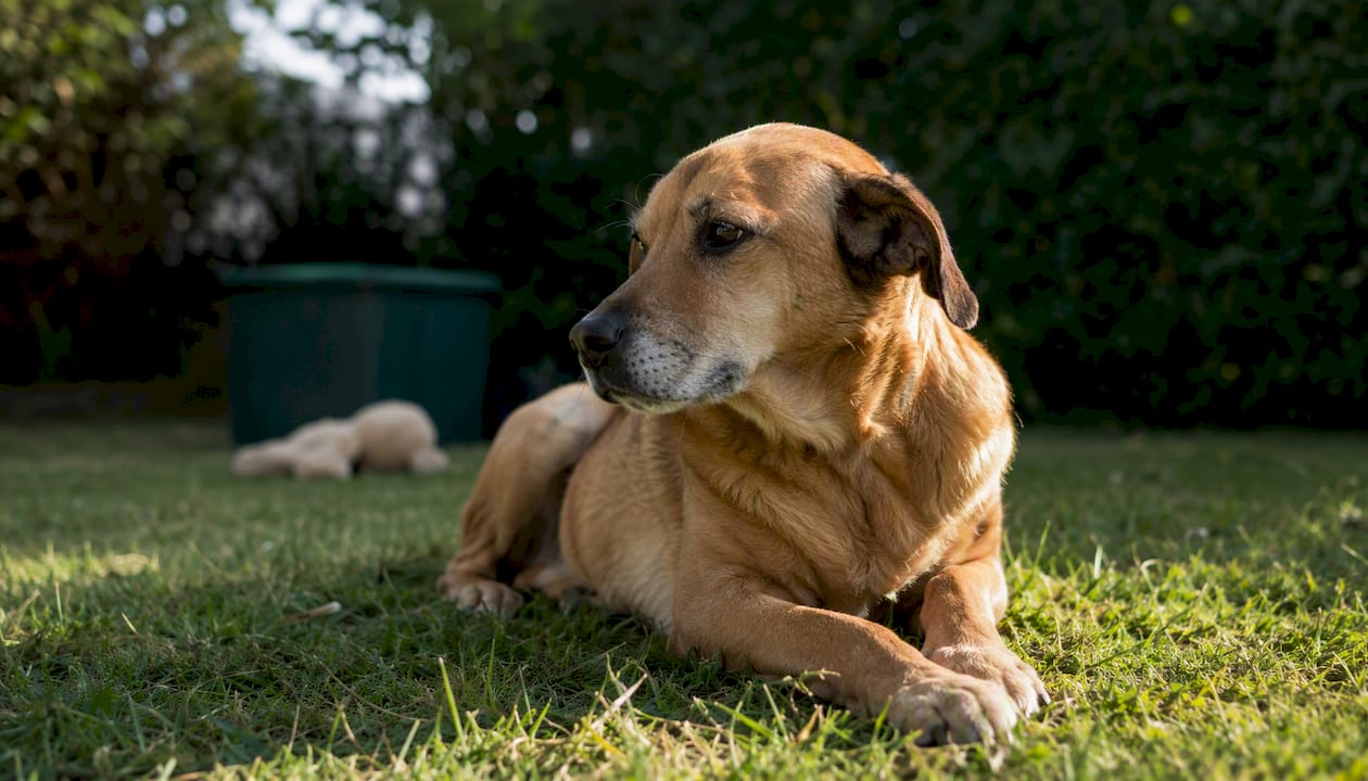 Hunden verkar lite trött och seg när den är inomhus.