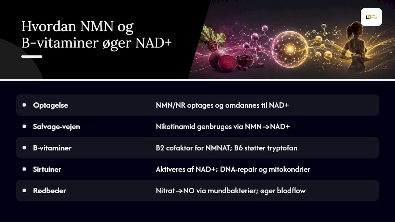 Hvordan øger NMN og B-vitaminer faktisk NAD+? — overview diagram