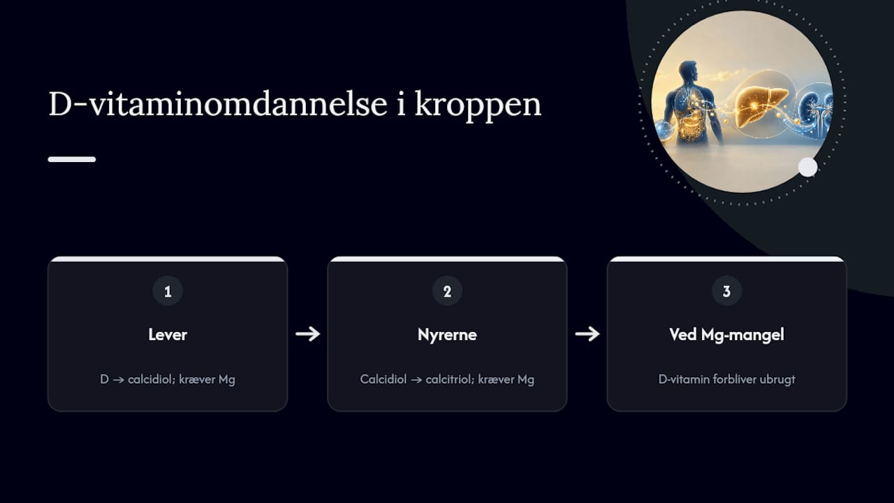 Oversigt over omsætningen af D-vitamin og betydningen af magnesium for processen