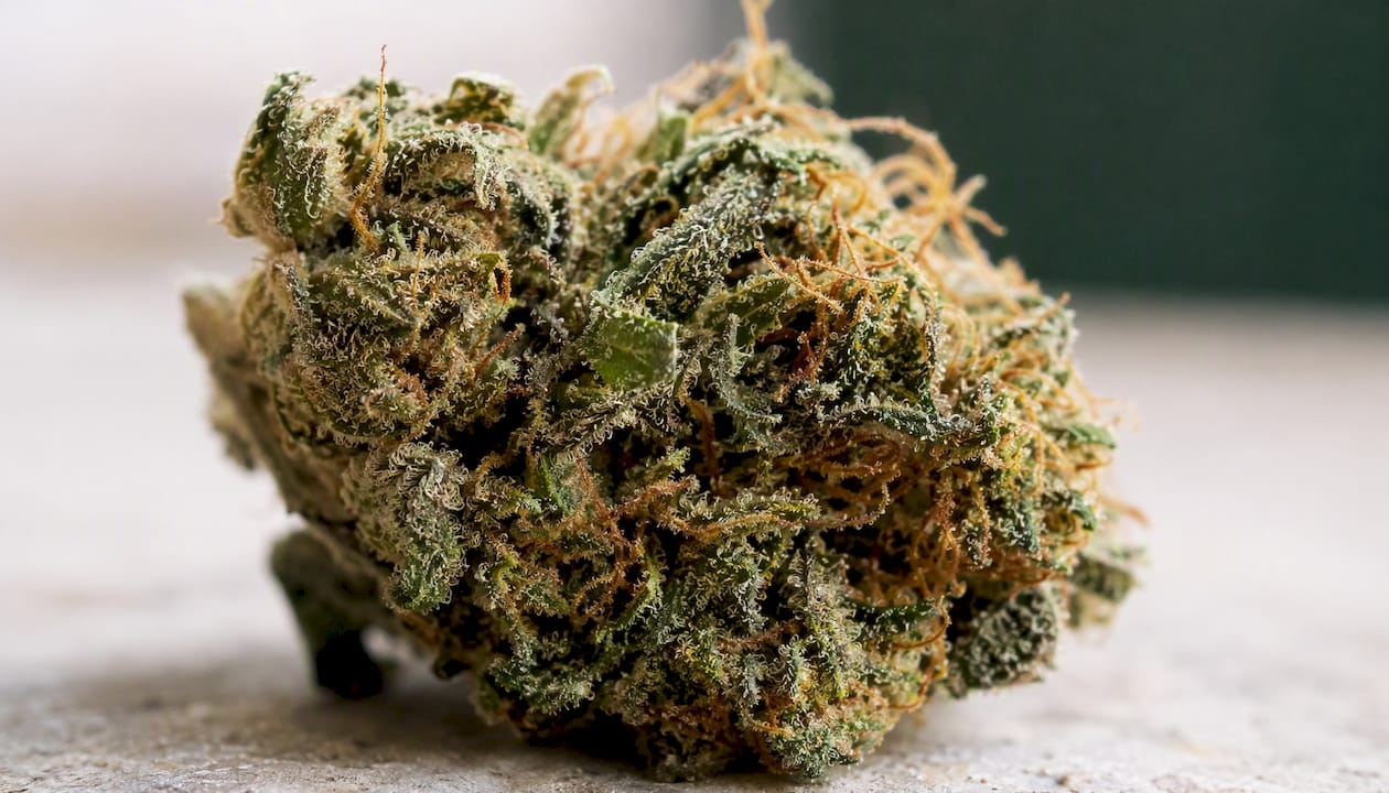 Närbild på trikomer på cannabisblomman