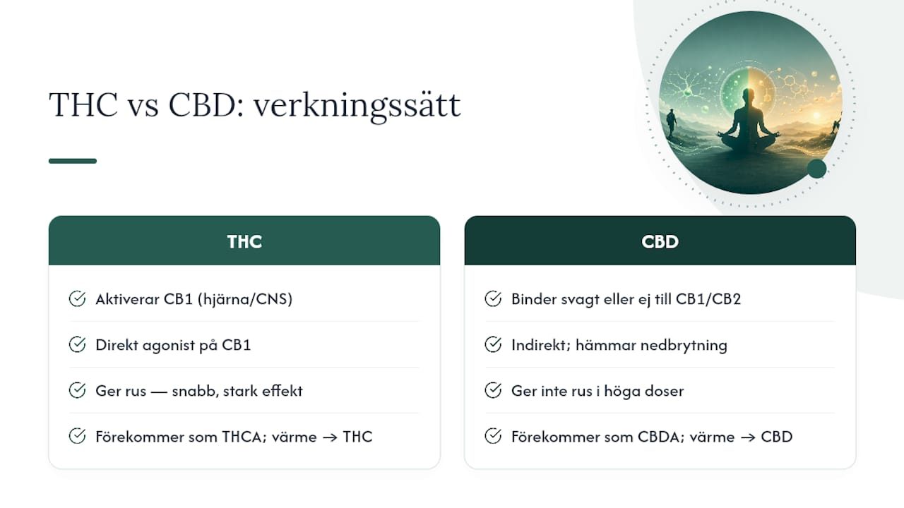 Hur fungerar cannabinoider i kroppen? — overview diagram