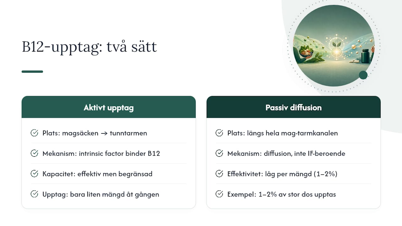 Diagram som jämför aktiv och passiv upptagning av B12