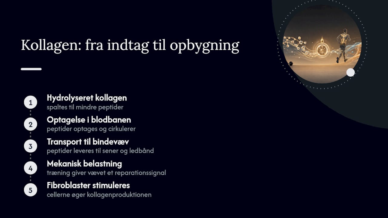 Processen fra kollagenpeptider til bindevæv