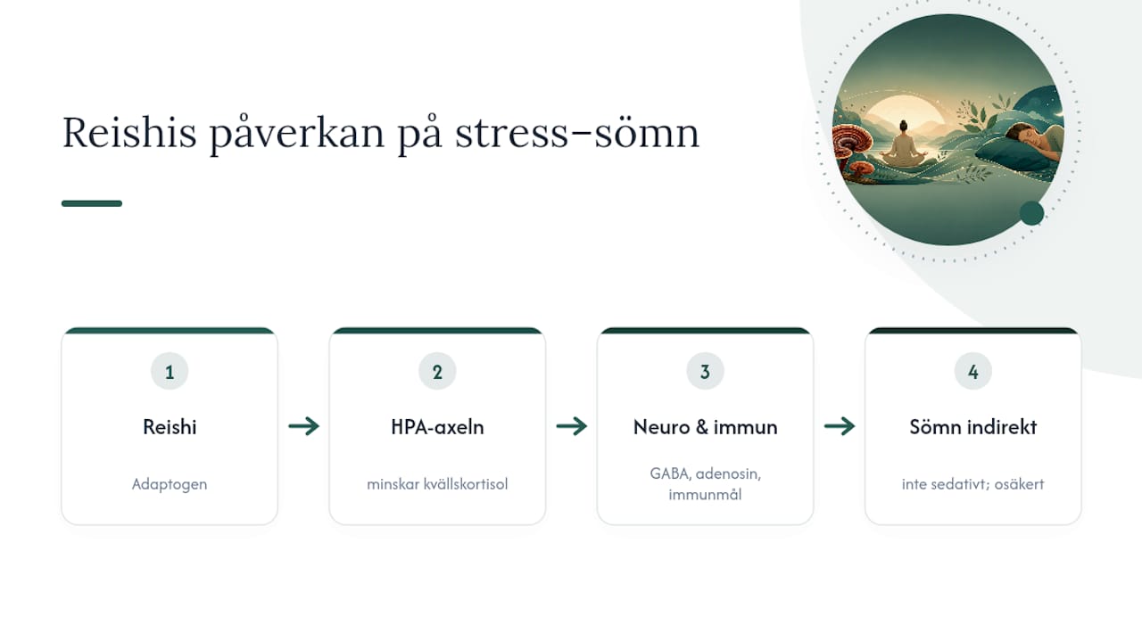 Möjliga kopplingar mellan reishi, stress och sömn
