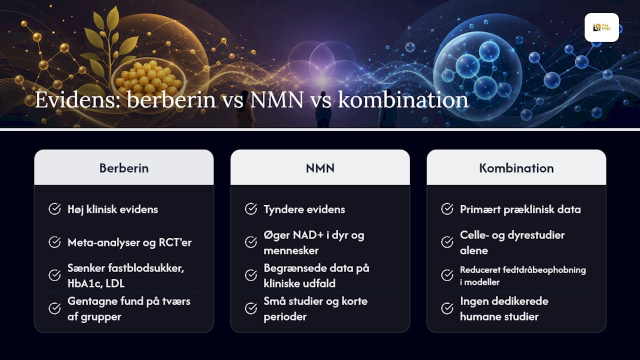 Hvad viser forskningen om berberin, NMN og kombinationen? — overview diagram
