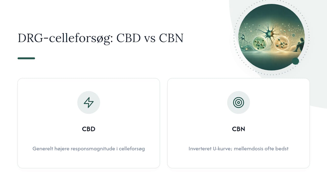 Sammenligning af dosis-respons for CBN og CBD