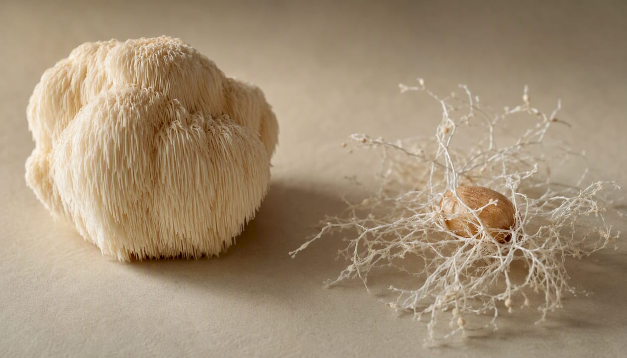 Forskellen mellem frugtlegeme og mycelium