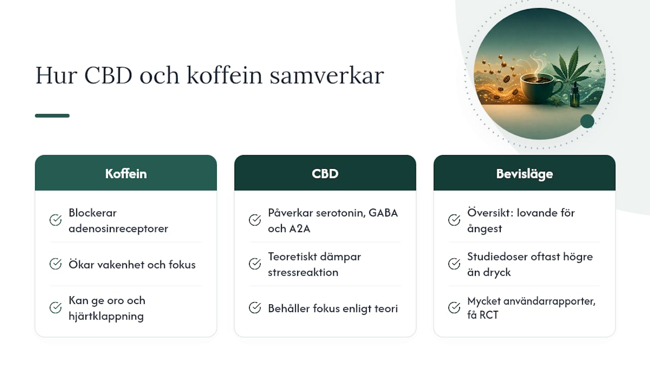 Hur samverkar CBD och koffein i kroppen? — overview diagram