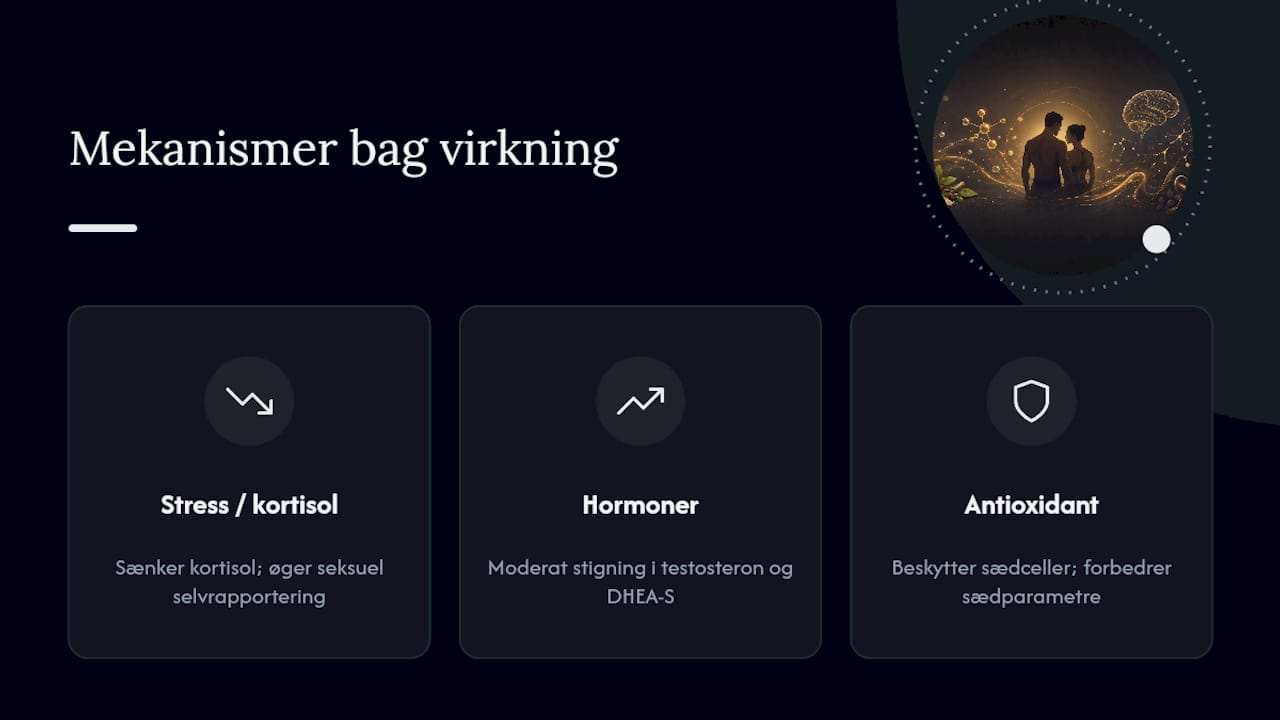 Hvordan ashwagandha kan påvirke sexlyst: mekanismerne bag — overview diagram
