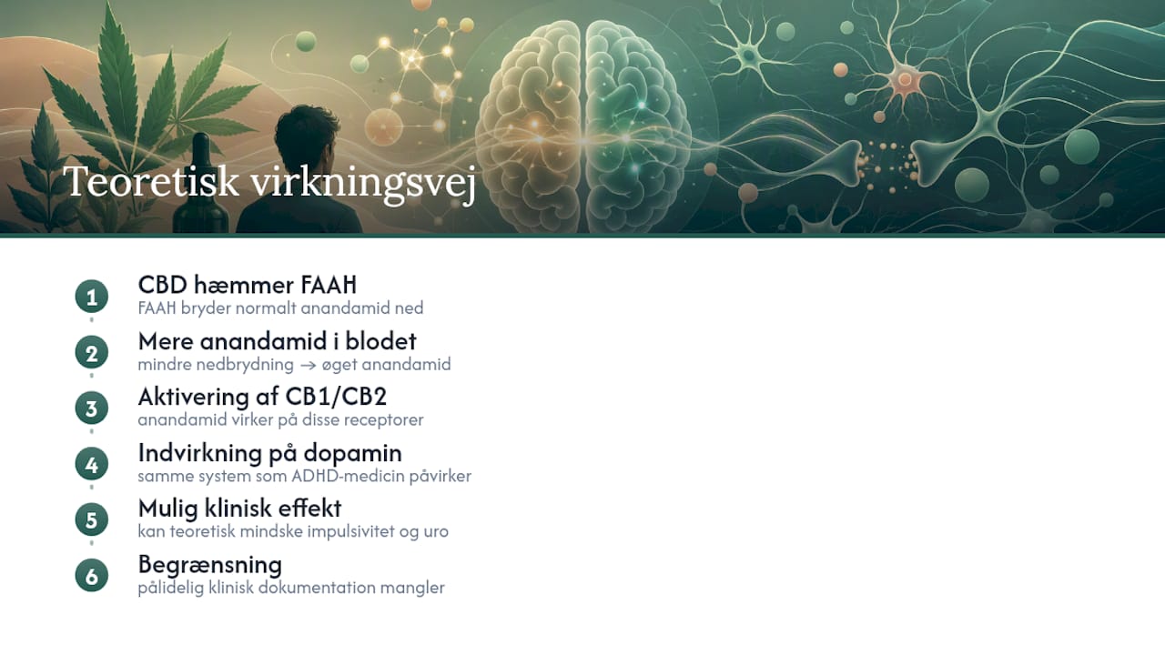 Teoretisk mekanisme for CBD og anandamid