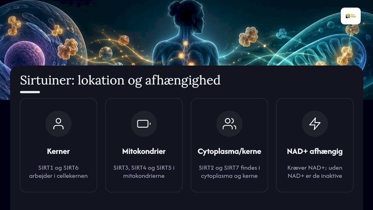 Sirtuiner og NMN: hvordan hænger de sammen? — overview diagram