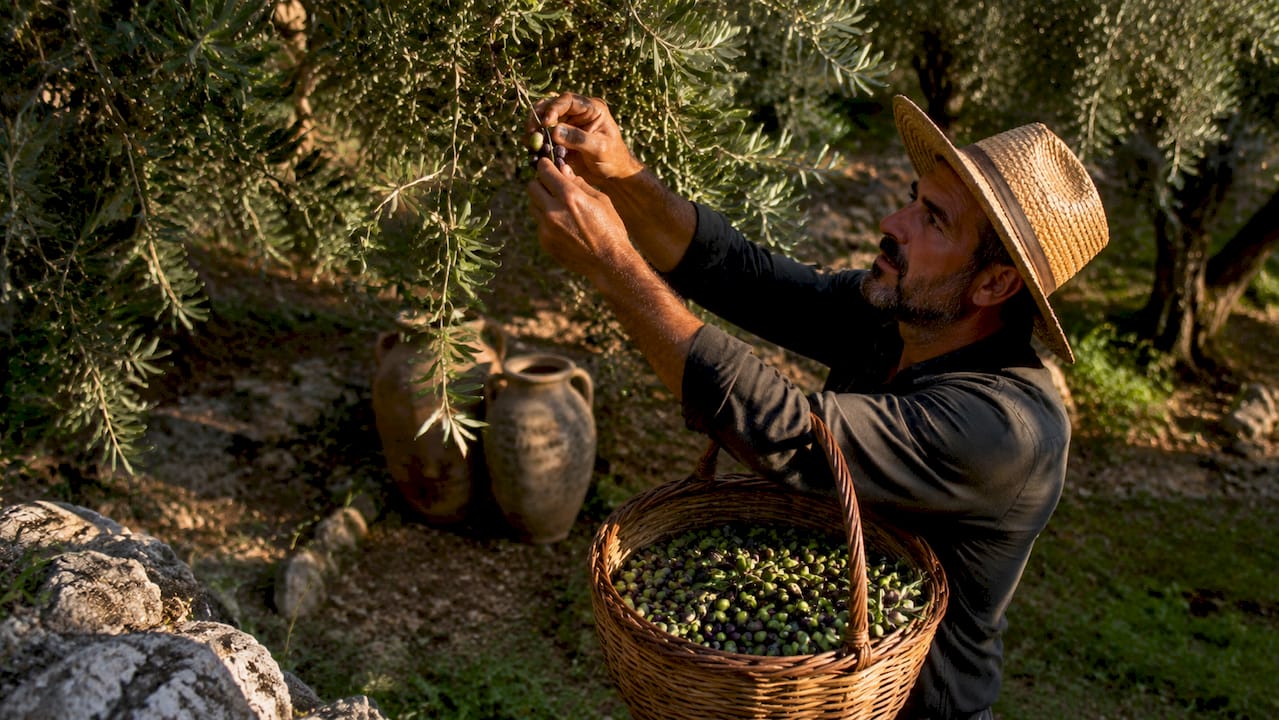 Farmer handpicking ripe olives in grove