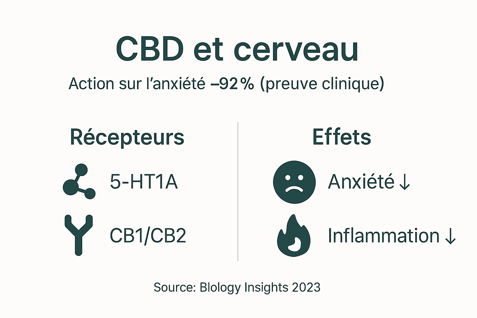 Infographie : comment le CBD agit sur le cerveau