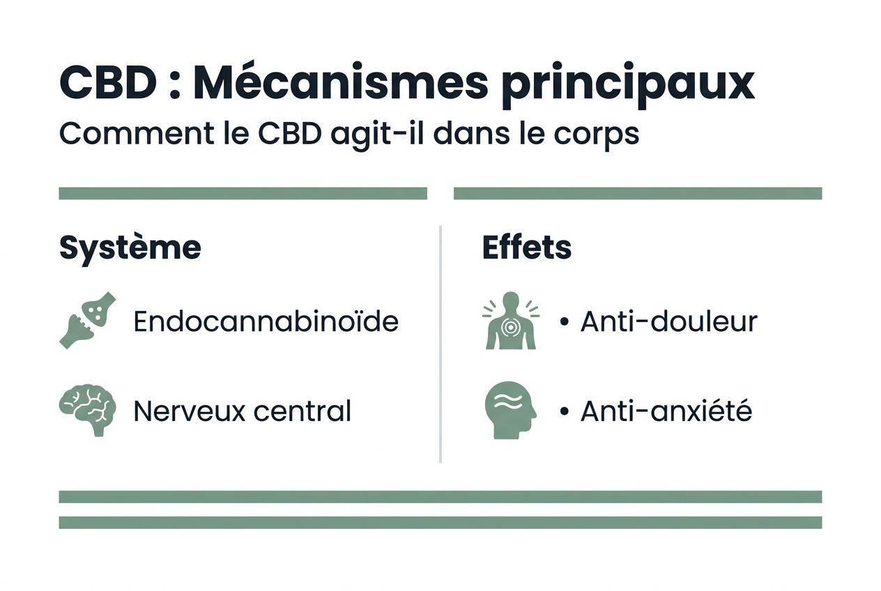 Découvrez en un coup d’œil les principaux bienfaits et modes d’action du CBD grâce à notre infographie.