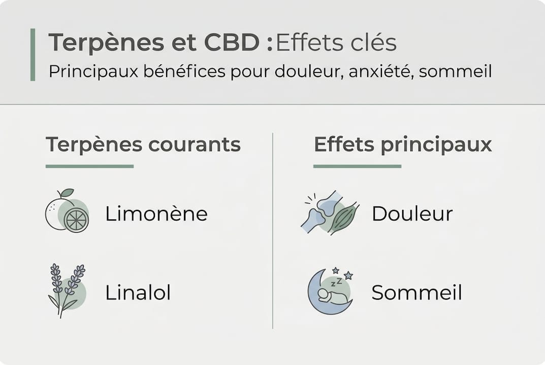 Visuel épuré pour mieux comprendre les bienfaits des terpènes et du CBD