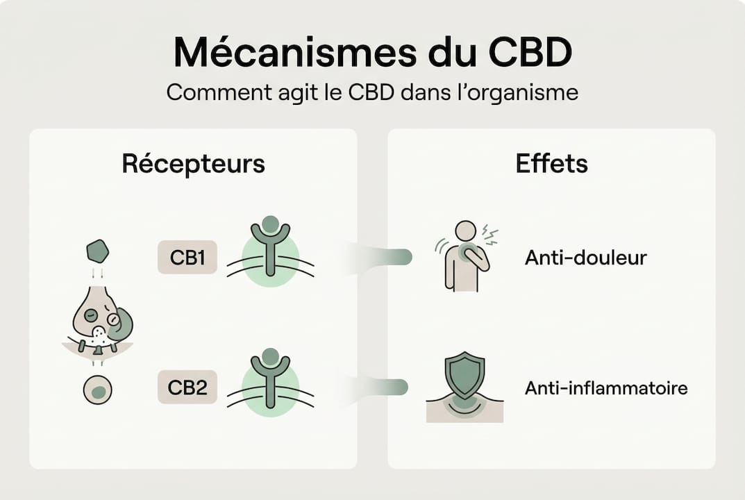 Infographie : comment le CBD agit sur notre organisme