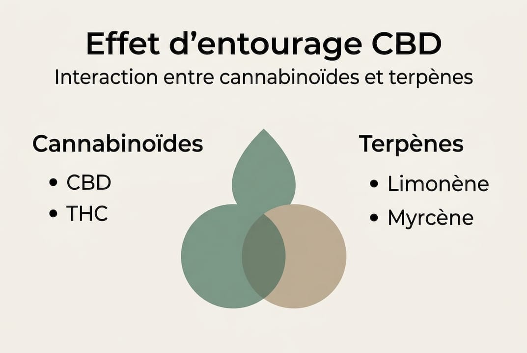 Infographie : comprendre le phénomène d’effet d’entourage du CBD