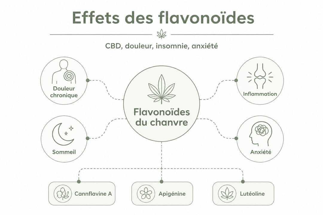 Schéma illustrant les effets du CBD et des flavonoïdes, présenté de façon hiérarchique