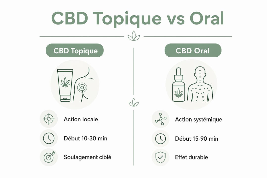 Infographie : CBD par voie orale ou en application locale – quelles différences ?