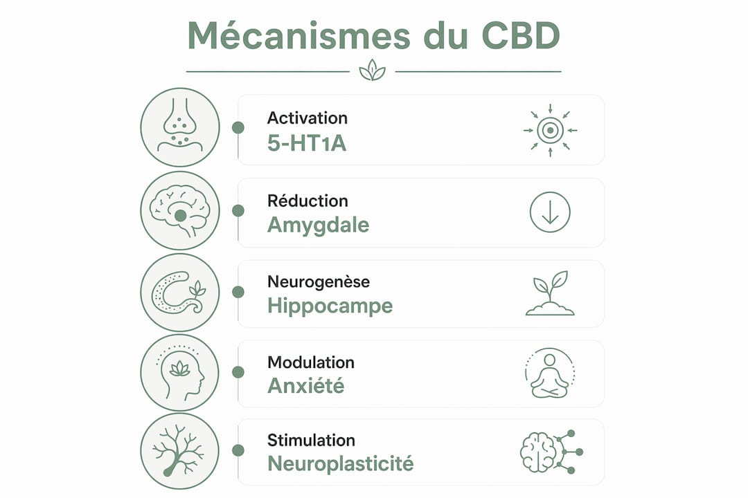 Découvrez en image comment le CBD agit sur l’anxiété : une infographie claire pour comprendre ses effets et ses mécanismes.
