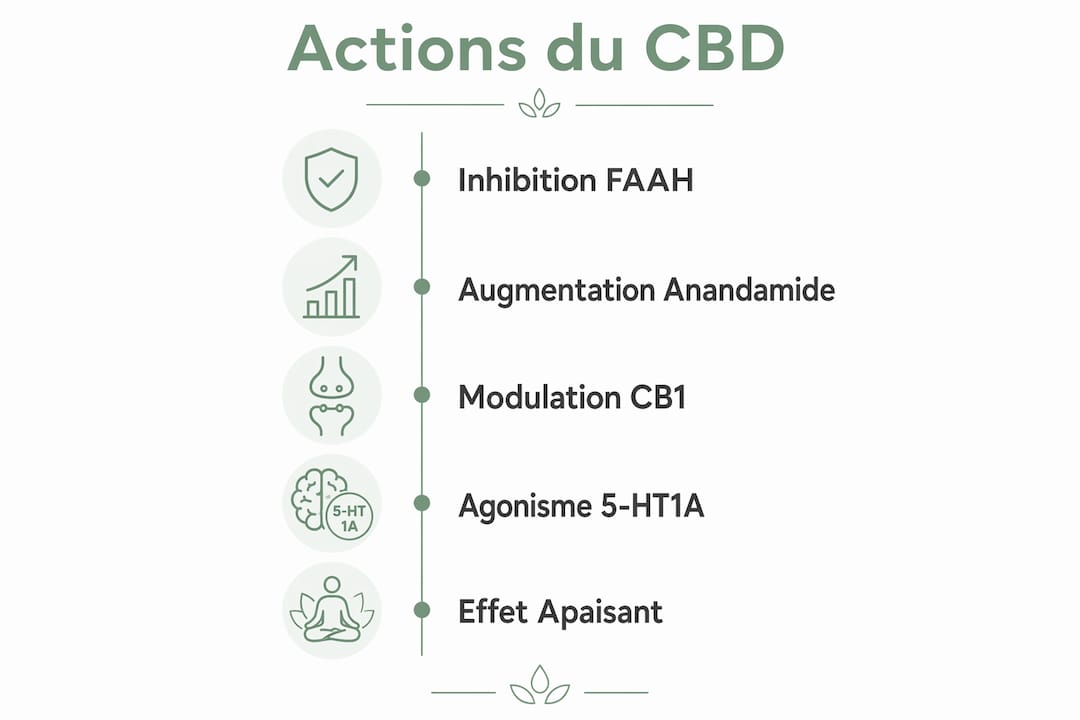 Schéma illustrant comment le CBD agit sur le système limbique
