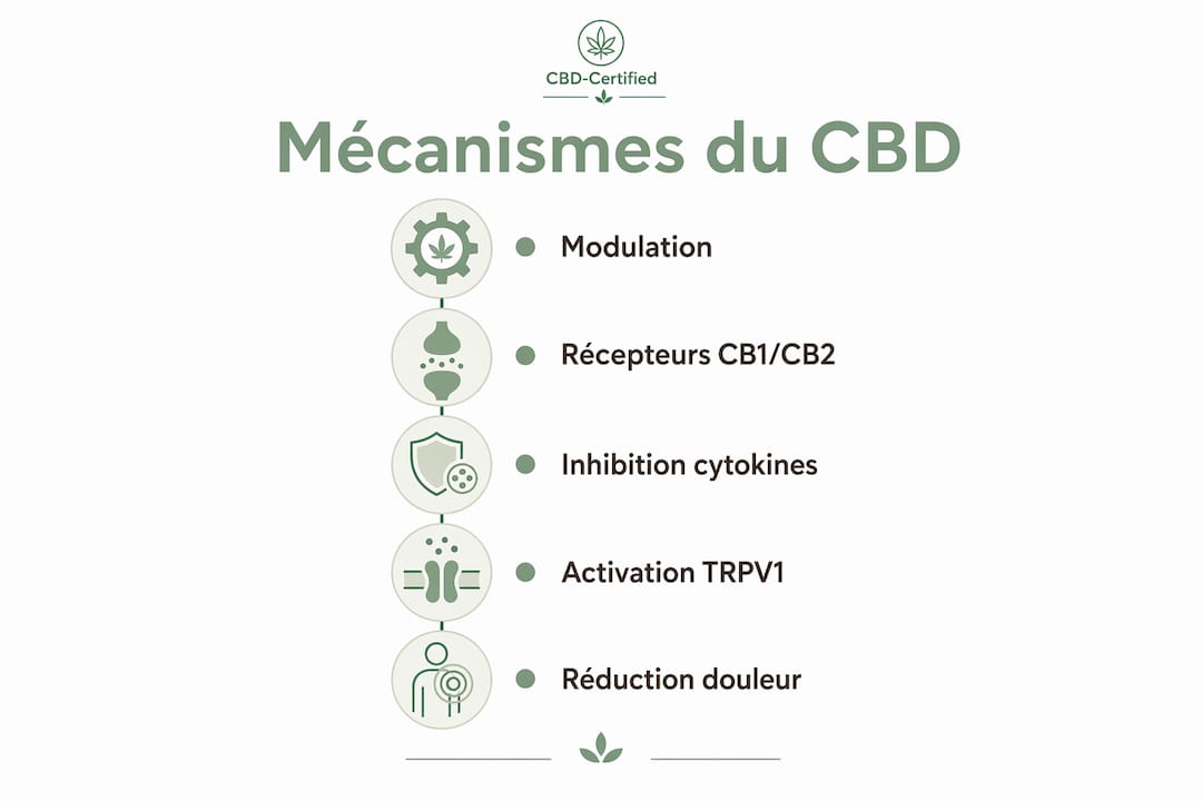Infographie : comment le CBD agit sur l’arthrose