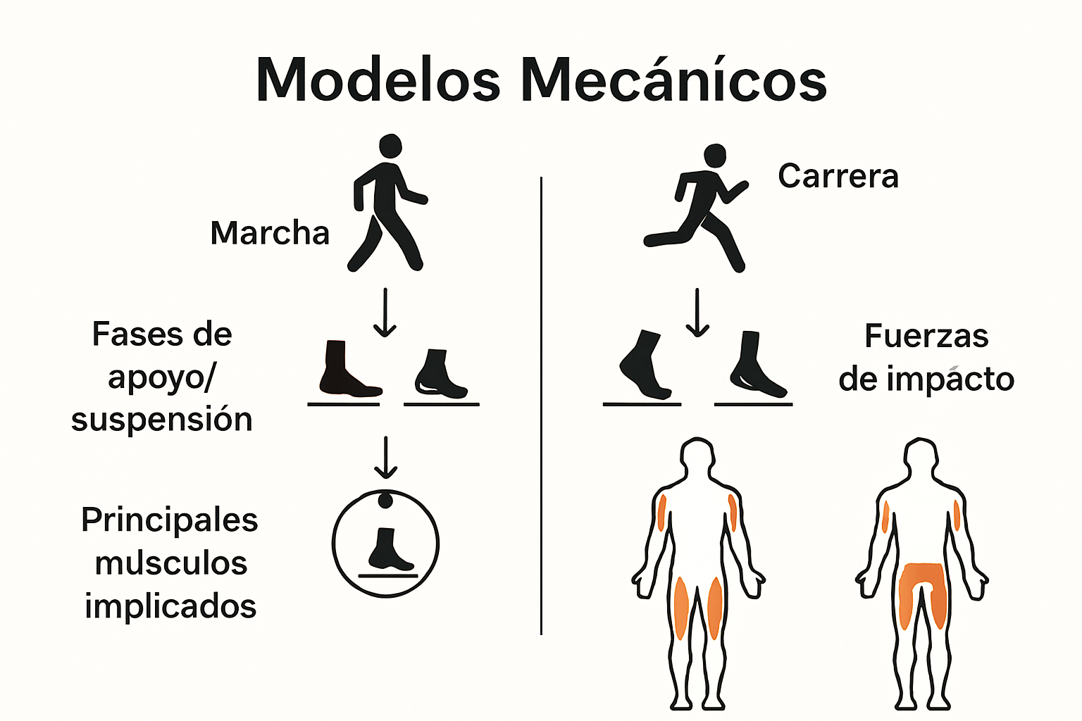 Infografía comparativa de biomecánica de marcha y carrera