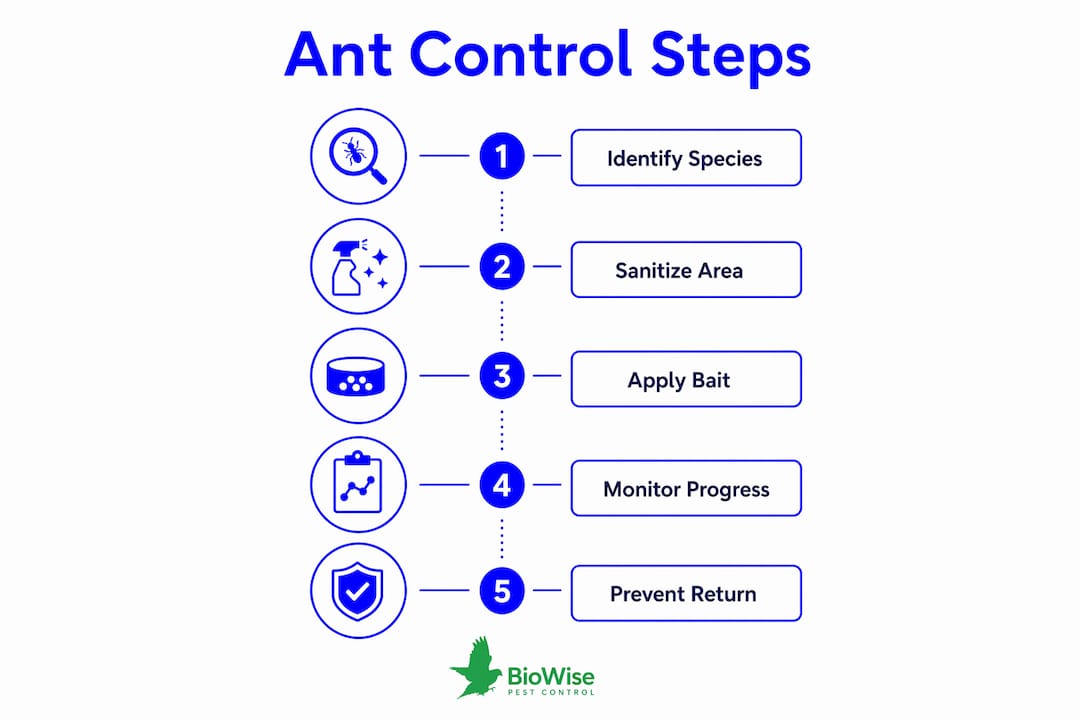 Infographic with step-by-step ant control process