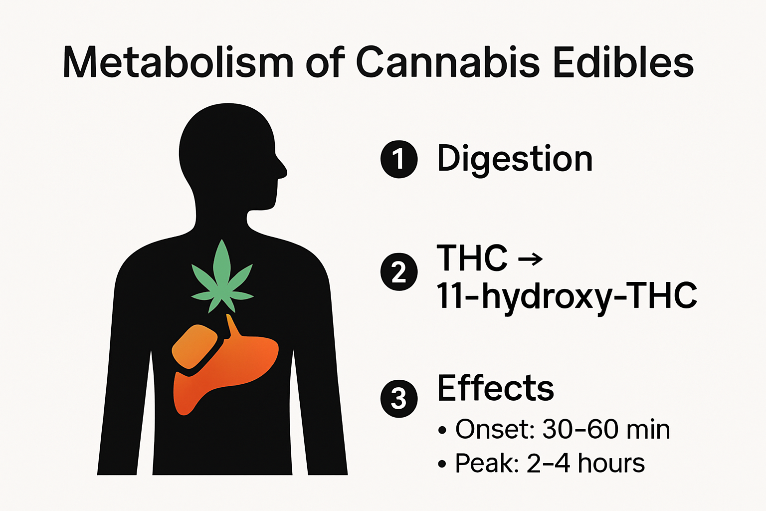 How edibles are processed and onset timelines visualized