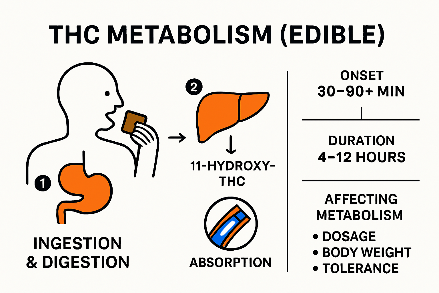 Infographic showing edible THC digestion and metabolism process