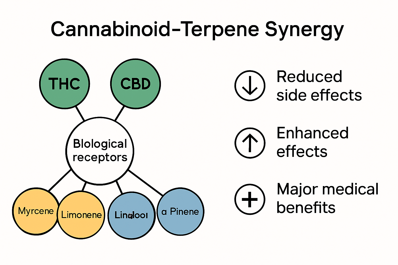 Infographic visualizing how cannabinoids and terpenes work together in the entourage effect