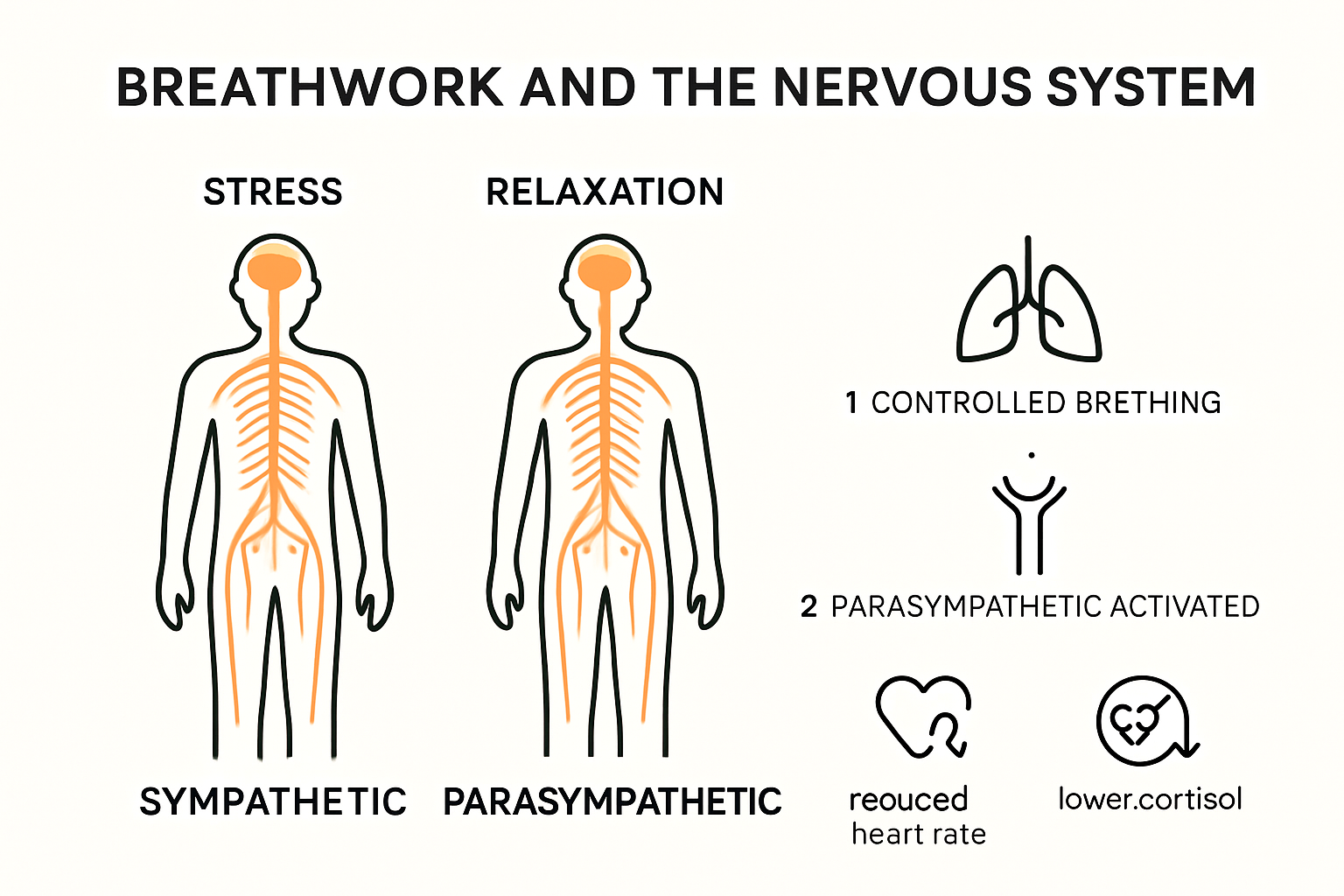 Infographic explaining breathwork's impact on the nervous system