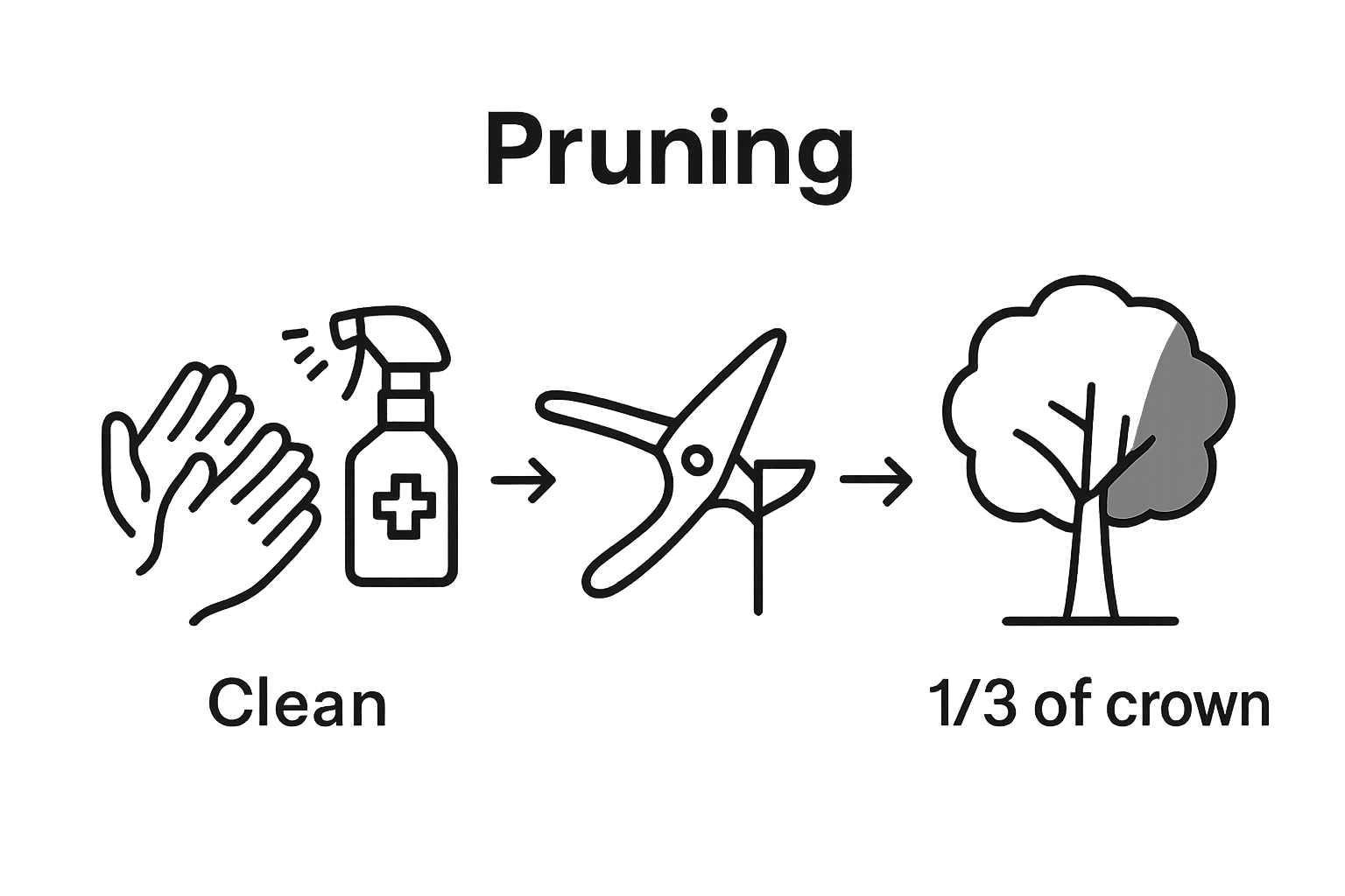 Infographic showing clean tool prep, making a pruning cut, and avoiding over-pruning