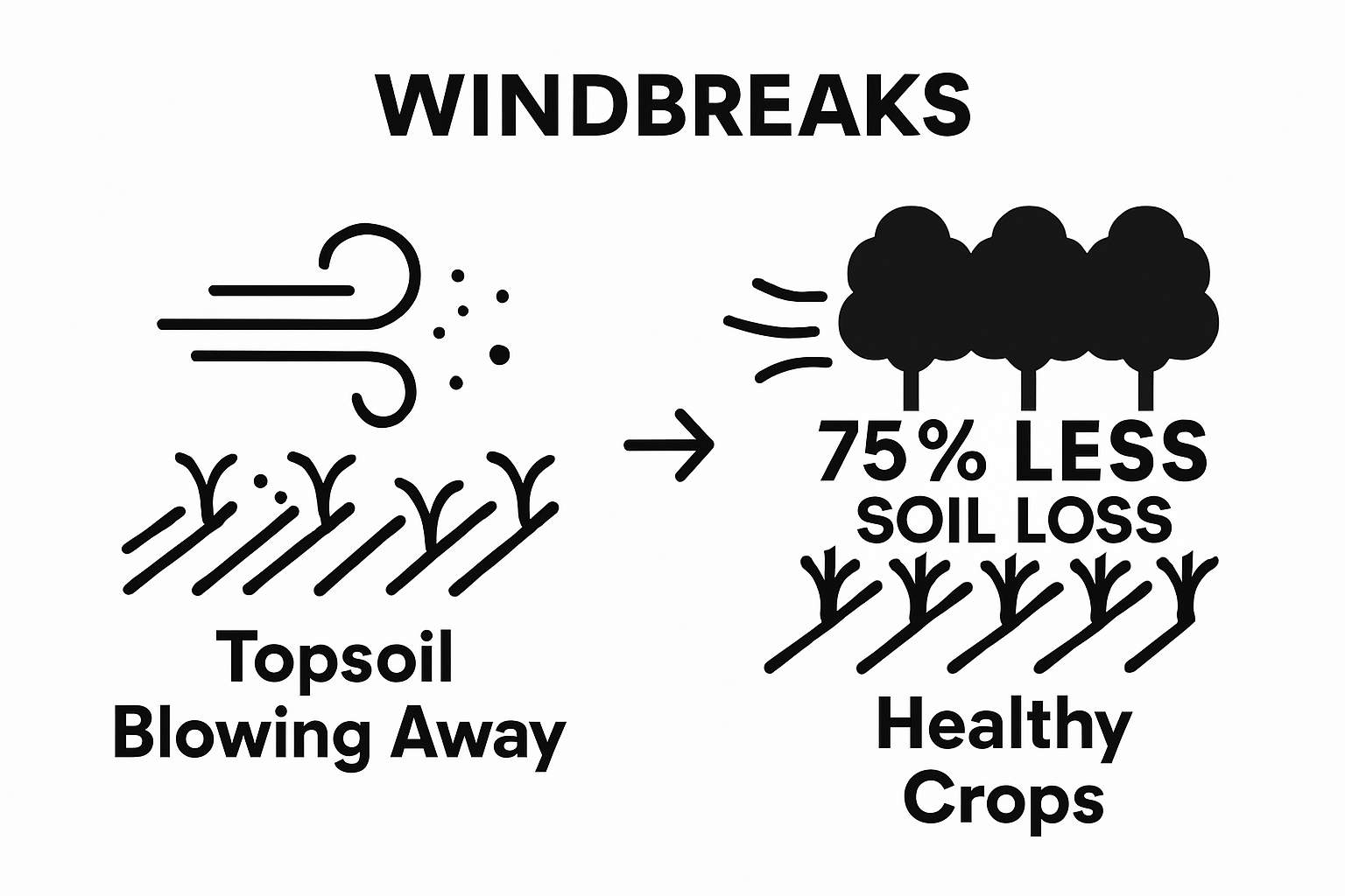 Side-by-side comparison of fields with and without windbreaks showing soil loss difference
