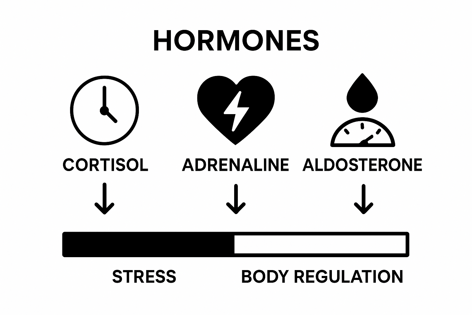 Infographic comparing cortisol, adrenaline, and aldosterone roles