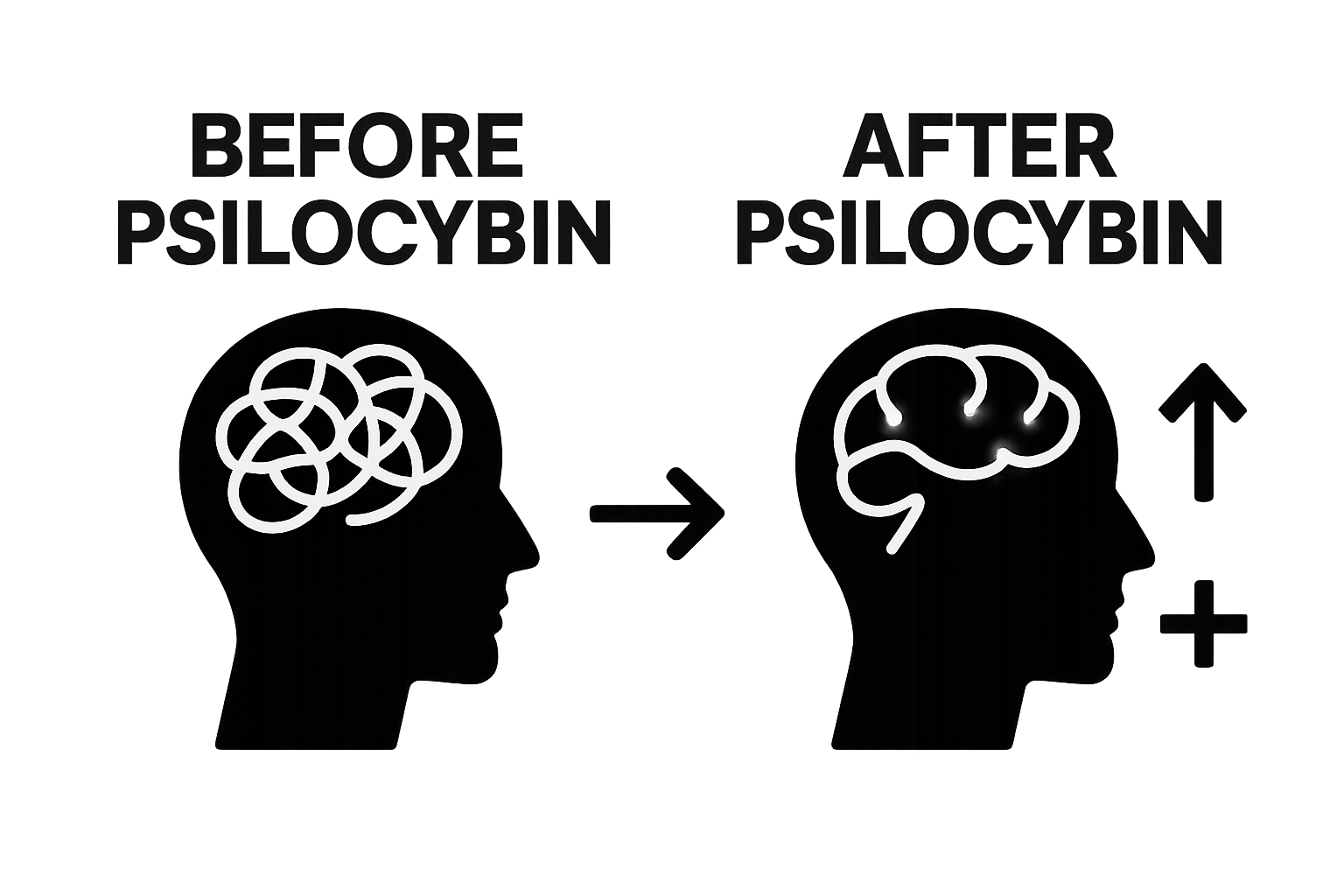 Understanding Psilocybin and Long-Term Effects on Wellness, KIND STRANGER