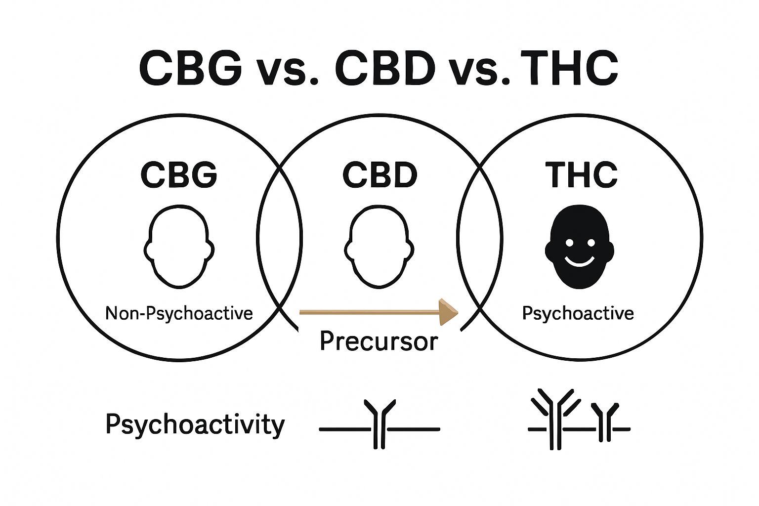 Comparison of CBG, CBD, and THC properties infographic