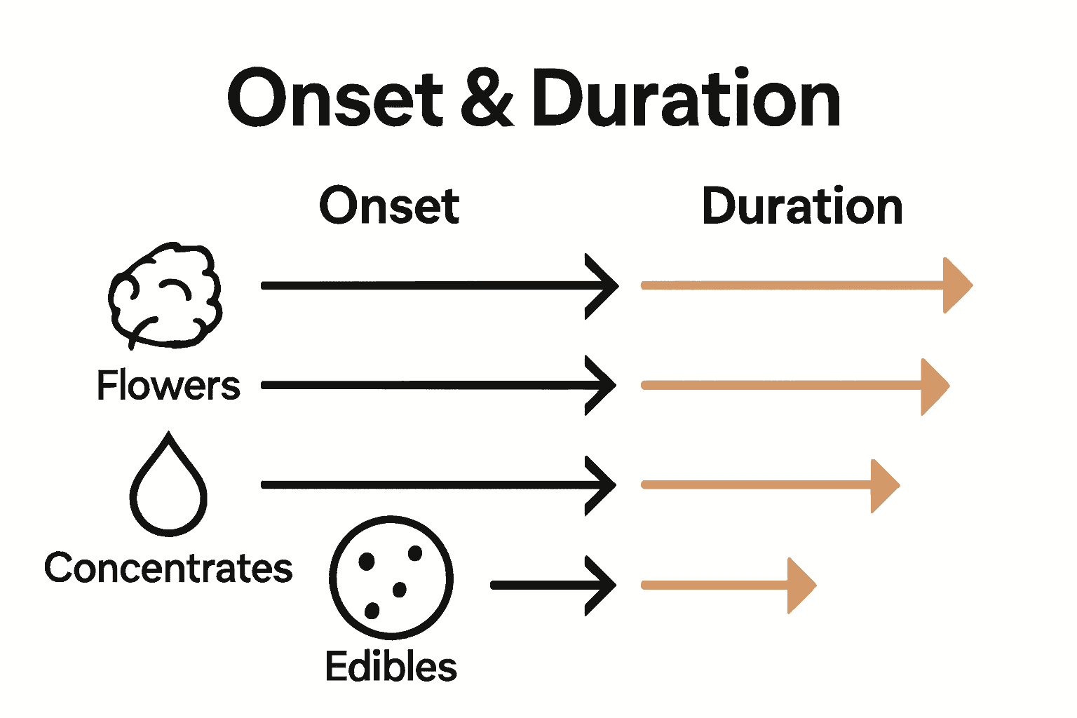 Infographic showing onset and duration differences for cannabis flowers, concentrates, and edibles.