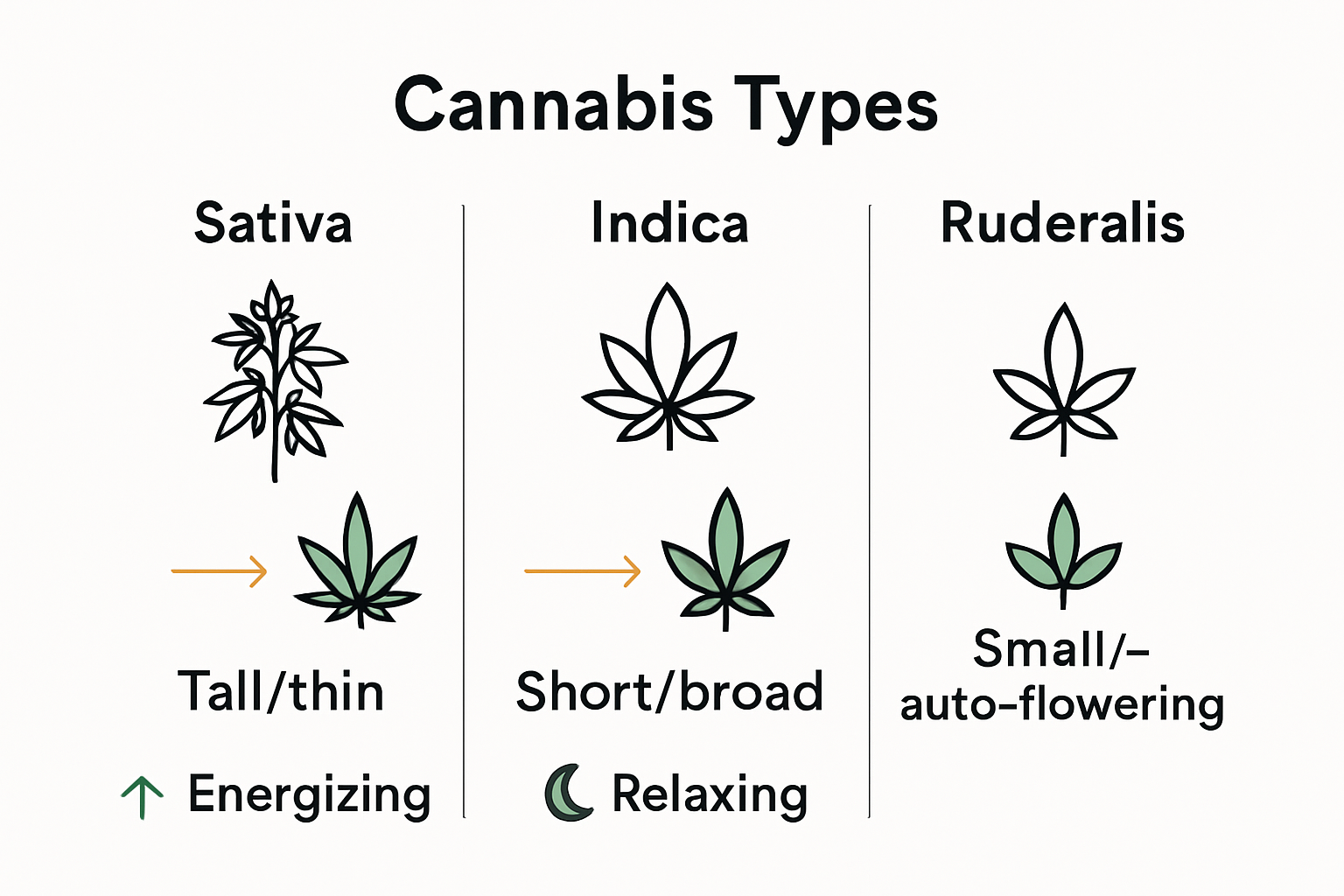 Infographic comparing Sativa, Indica, and Ruderalis cannabis flower types.