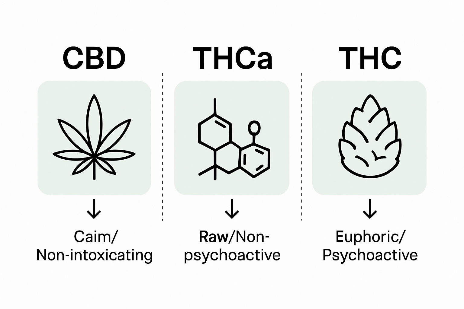 Infographic comparing CBD, THCa, and THC effects