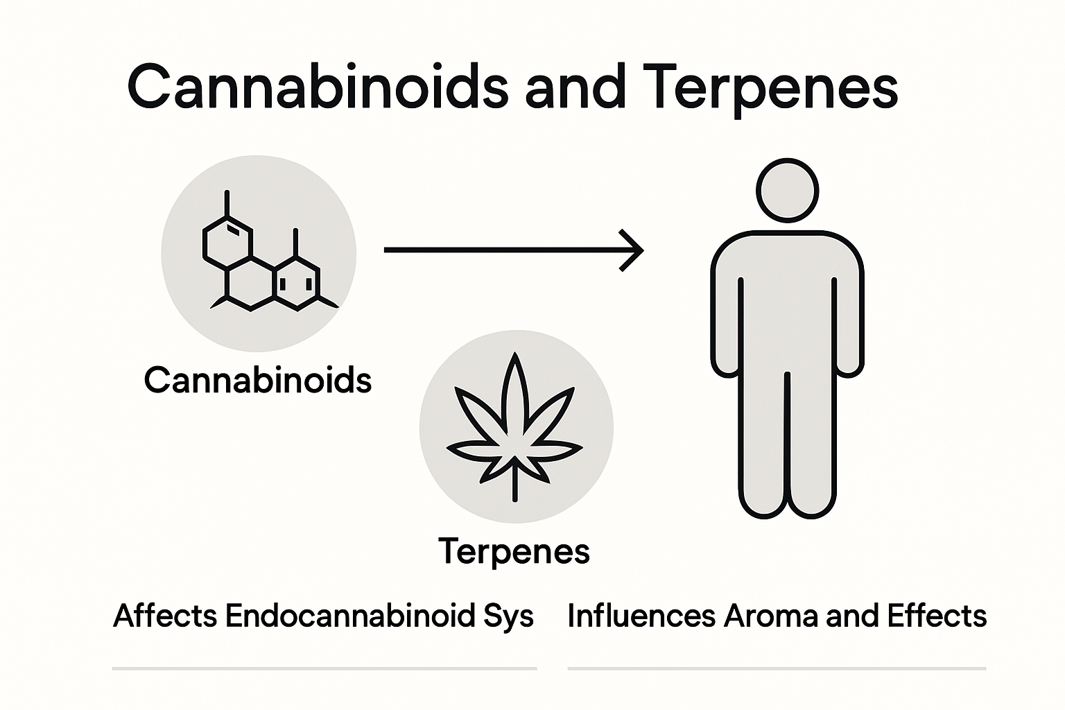 Diagram showing cannabis compounds affecting human body