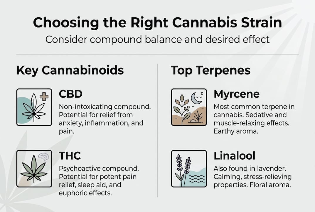 Infographic cannabis strains cannabinoids terpenes